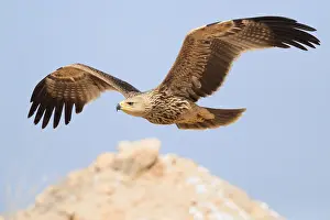Eastern Imperial Eagle Drucke: Eastern Imperial Eagle