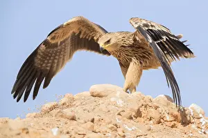 Eastern Imperial Eagle Drucke: Eastern Imperial Eagle
