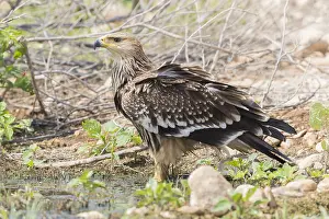 Eastern Imperial Eagle Drucke: Eastern Imperial Eagle