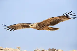 Eastern Imperial Eagle Drucke: Eastern Imperial Eagle