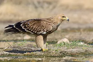 Eastern Imperial Eagle Drucke: Eastern Imperial Eagle