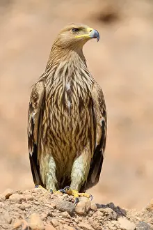 Eastern Imperial Eagle Drucke: Eastern Imperial Eagle