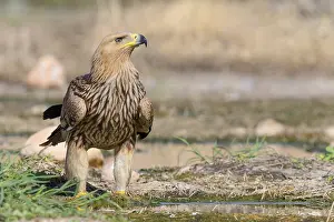 Eastern Imperial Eagle Drucke: Eastern Imperial Eagle