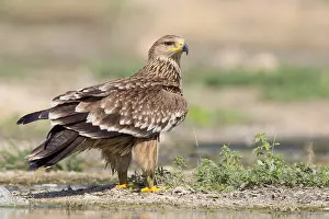 Eastern Imperial Eagle Drucke: Eastern Imperial Eagle