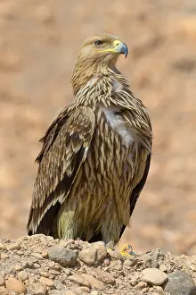 Raptor Species Drucke: Eastern Imperial Eagle
