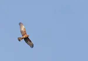 Bird Of Prey Asia Drucke: Eastern Marsh Harrier, Circus spilonotus