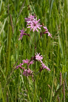 Ragged Robin Drucke: Echte koekoeksbloem, Ragged robin, Silene flos-cuculi