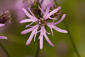 Ragged Robin Flower Drucke: Echte koekoeksbloem, Ragged Robin, Lychnis flos-cuculi