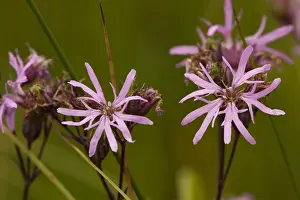 Ragged Robin Flower Drucke: Echte koekoeksbloem, Ragged Robin, Lychnis flos-cuculi