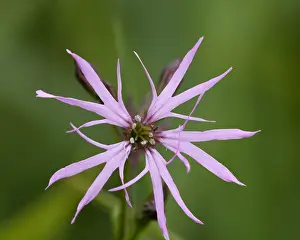 Ragged Robin Flower Drucke: Echte koekoeksbloem, Ragged Robin, Lychnis flos-cuculi
