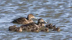 Bilder Datiert 1. Juni 2013: Eider, Gemeine Eider
