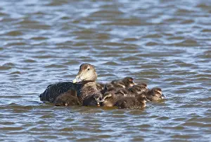 Common Eider Bird Drucke: Eider, Common Eider