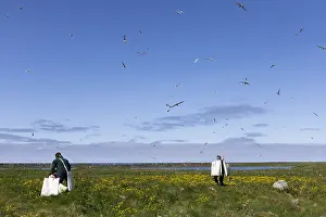Icelandic Bird Species Drucke: Eiderdown collectors