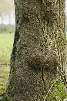 Thaumetopoea Processionea Drucke: Eikenprocessierups, Oak procession caterpillar, Thaumetopoea proc