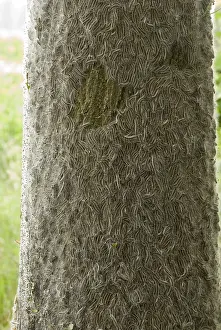 Bilder vom 6. Juni 2007: Eichenprozessionsspinner, Eichenprozessionswespe, Thaumetopoea processionea
