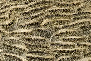 Thaumetopoea Processionea Drucke: Eikenprocessierups, Oak procession caterpillar, Thaumetopoea proc