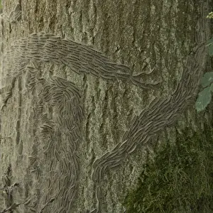 Bilder vom 6. Juni 2007: Eichenprozessionsspinner, Eichen-Prozessionsschmetterling, Thaumetopoea processionea