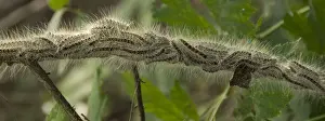 Thaumetopoea Processionea Drucke: Eikenprocessierups, Oak procession caterpillar, Thaumetopoea proc