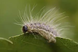 Thaumetopoea Processionea Drucke: Eikenprocessierups, Oak procession caterpillar, Thaumetopoea proc