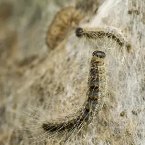 Thaumetopoea Processionea Drucke: Eikenprocessierups, Oak procession caterpillar, Thaumetopoea proc