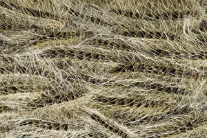 Thaumetopoea Processionea Drucke: Eikenprocessierups, Oak procession caterpillar, Thaumetopoea proc