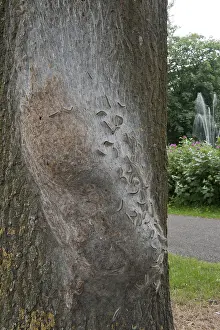 Thaumetopoea Processionea Drucke: Eikenprocessierups, Oak Processionary, Thaumetopoea processionea