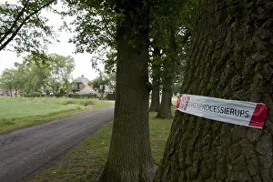 Thaumetopoea Processionea Drucke: Eikenprocessierups, Oak Processionary, Thaumetopoea processionea