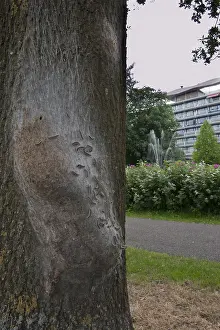 Oak Processionary Moth Drucke: Eikenprocessierups, Oak Processionary, Thaumetopoea processionea