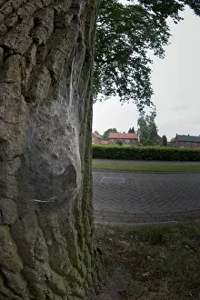 Thaumetopoea Processionea Drucke: Eikenprocessierups, Oak Processionary, Thaumetopoea processionea