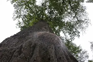 Thaumetopoea Processionea Drucke: Eikenprocessierups, Oak Processionary, Thaumetopoea processionea