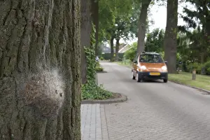 Thaumetopoea Processionea Drucke: Eikenprocessierups, Oak Processionary, Thaumetopoea processionea
