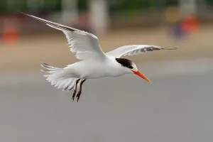 Bilder vom 6. Dezember 2009: Eleganter Tern