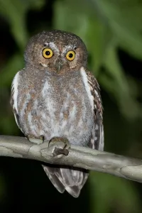 North America Bird Life Drucke: Elf Owl