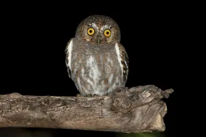 Wildlife Photography North America Drucke: Elf Owl