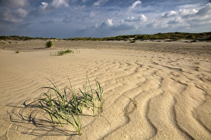 Dune Landscape Photography Europe Drucke: Embryonic dune