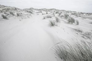 Wadden Sea Nature Reserve Drucke: Embryonic dune