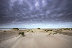 Wadden Sea Nature Reserve Drucke: Embryonic dune