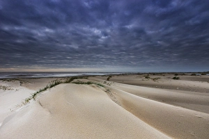 Wadden Sea Coastline Drucke: Embryonic dune
