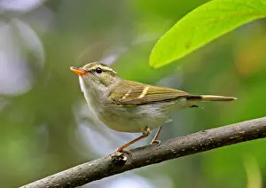 Leaf Warbler Images Drucke: Emei leaf warbler, Phylloscopus emeiensis