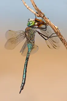 European Dragonfly Species Drucke: Emperor