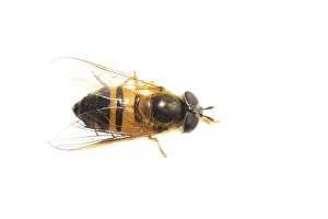 European Hoverfly Drucke: Epistrophe eligans