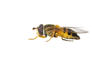 European Hoverfly Drucke: Epistrophe eligans
