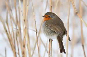 Erithacus Rubecula Images Drucke: Erithacus rubecula