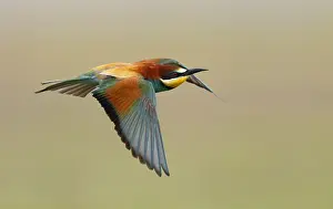 Merops Apiaster Images Drucke: Euopean Bee-eater, Merops apiaster