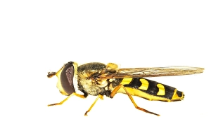 European Hoverfly Drucke: Eupeodes luniger
