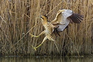 Botaurus Stellaris Habitat Drucke: Eurasian Bittern, Botaurus stellaris