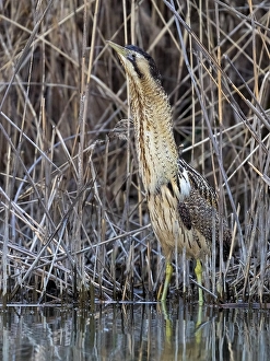 Botaurus Stellaris Habitat Drucke: Eurasian Bittern, Botaurus stellaris