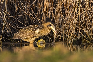 Eurasischer Rohrweiher