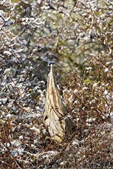 Botaurus Stellaris Habitat Drucke: Eurasian Bittern, Botaurus stellaris