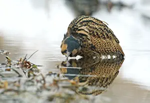 Botaurus Stellaris Habitat Drucke: Eurasian Bittern, Botaurus stellaris